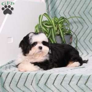 Blaire, Shih Tzu Puppy
